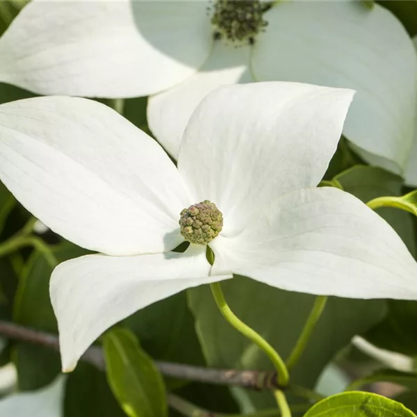 Cornus kousa chinensis 'Milky Way'