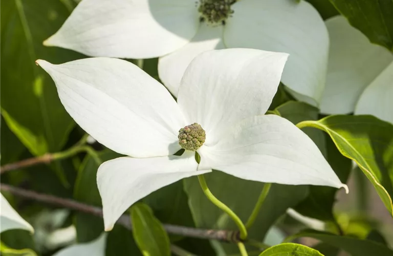 Cornus kousa chinensis 'Milky Way'