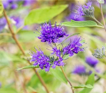 Caryopteris clandonensis 'Heavenly Blue'