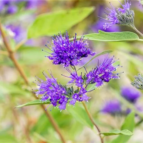 Caryopteris clandonensis 'Heavenly Blue'