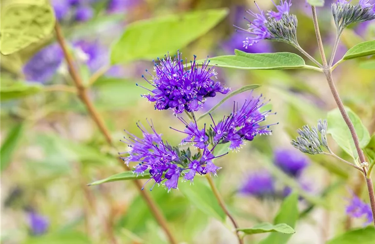 Caryopteris clandonensis 'Heavenly Blue'