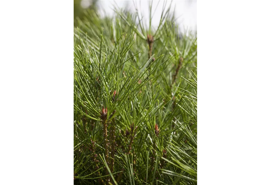 Japan.Strauchkiefer 'Alice Verkade'