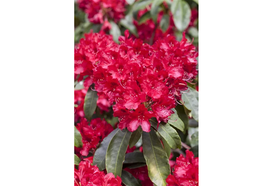 Rhododendron-Hybride 'Red Jack'