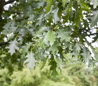 Quercus rubra