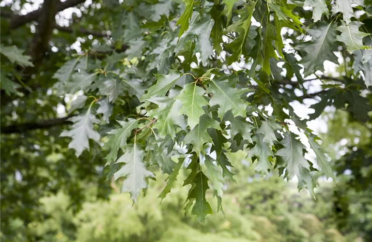 Quercus rubra