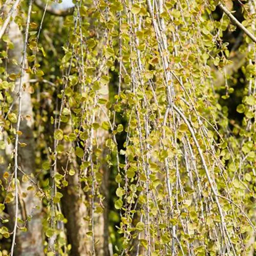 Cercidiphyllum japonicum 'Pendulum'