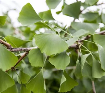 Ginkgo biloba 'Pendula'