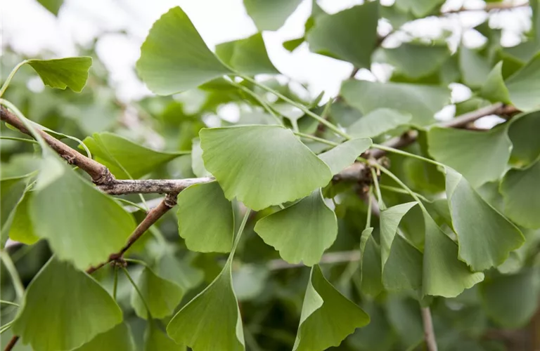 Ginkgo biloba 'Pendula'