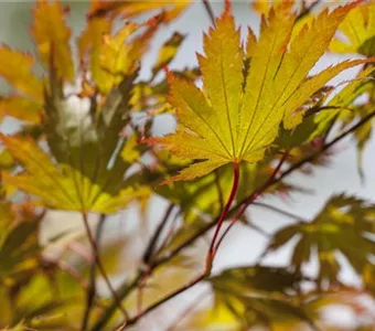 Acer palmatum