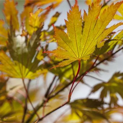 Acer palmatum