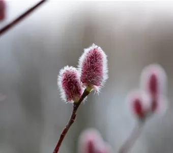 Salix 'Rotkätzchen' -R-