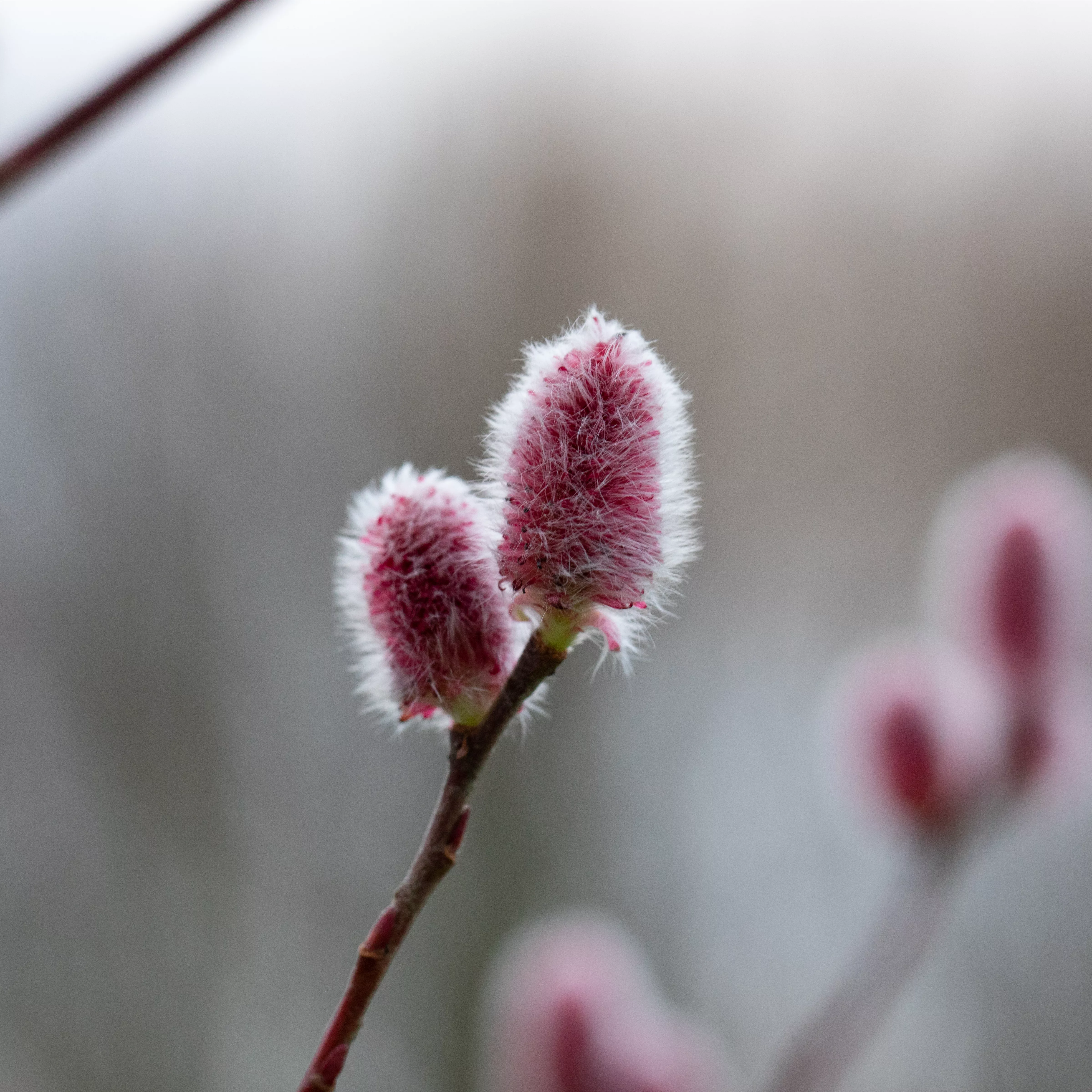 Salix 'Rotkätzchen' -R-