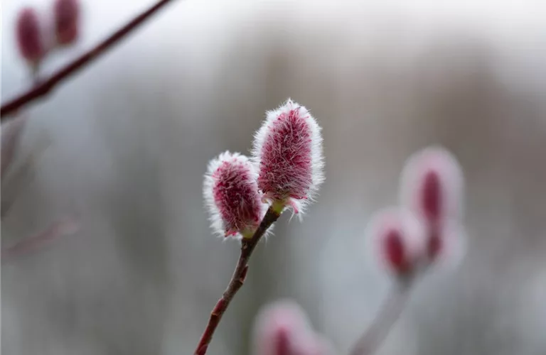 Salix 'Rotkätzchen' -R-