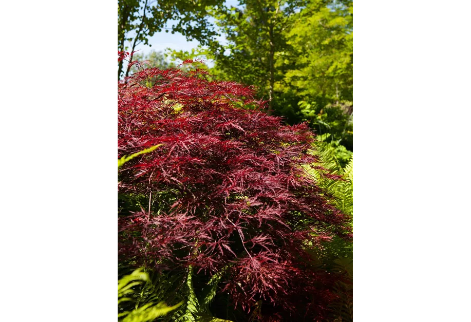 Fächerahorn 'Red Pygmy'