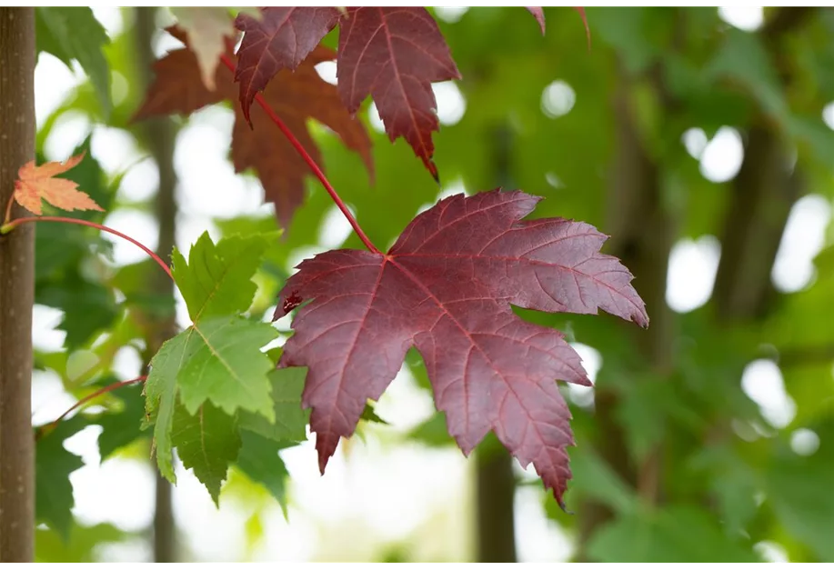 Oregon-Blutahorn 'Royal Red'