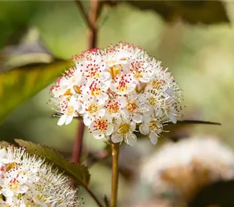 Physocarpus opulifolius 'Red Baron'