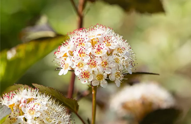 Physocarpus opulifolius 'Red Baron'