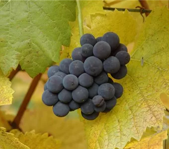 Vitis 'Muscat bleu' II