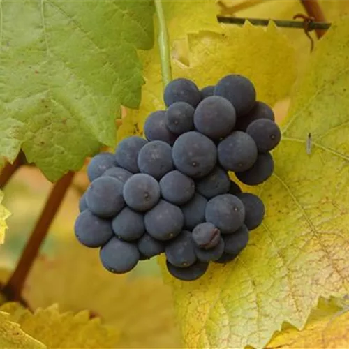 Vitis 'Muscat bleu' II