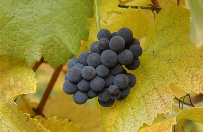 Vitis 'Muscat bleu' II