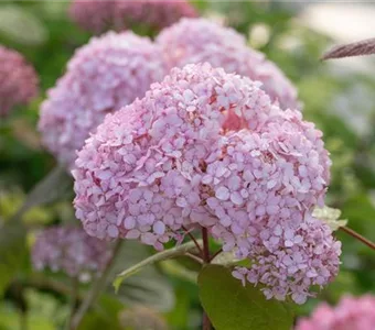 Hydrangea arborescens 'Candybelle' Bubblegum