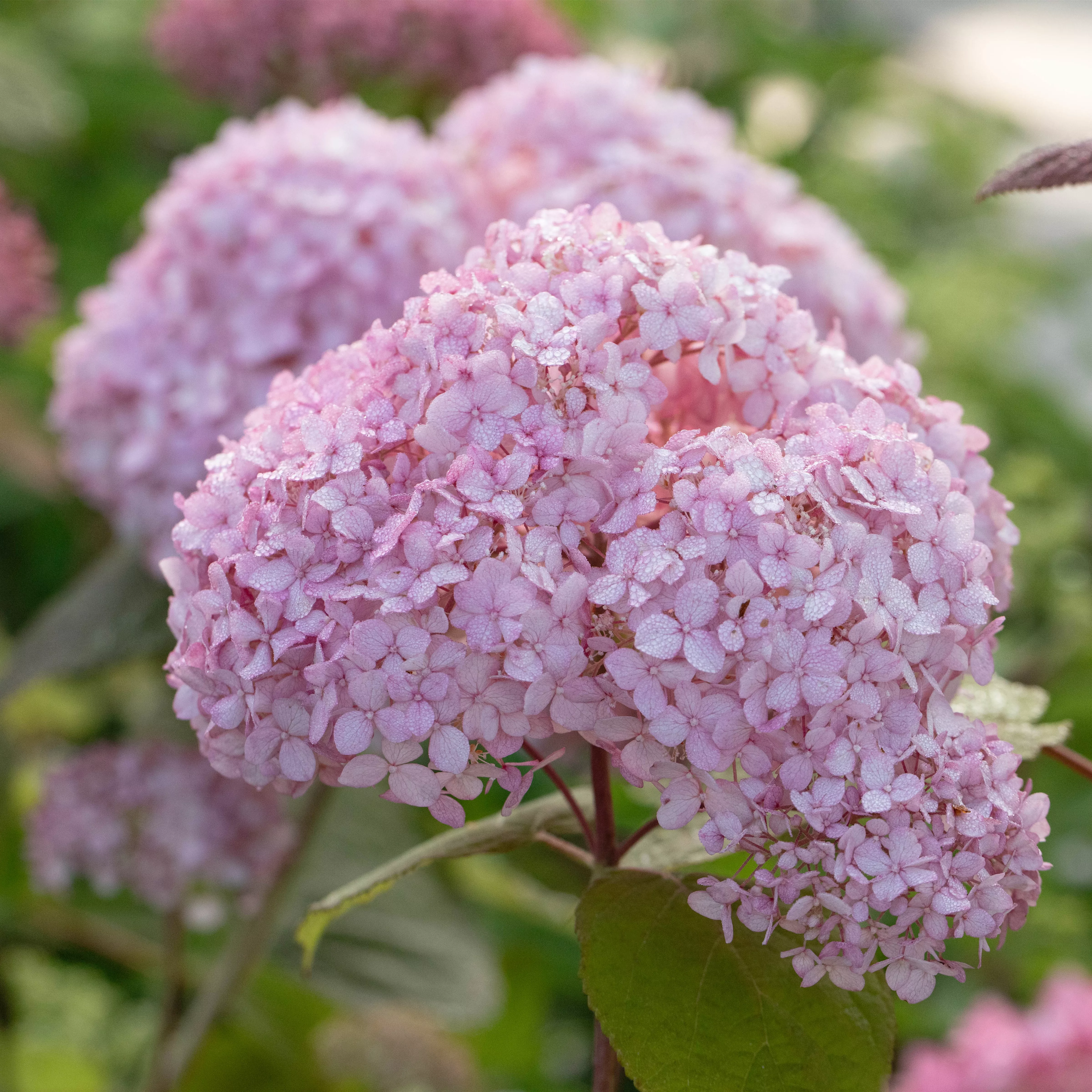 Hydrangea arborescens 'Candybelle' Bubblegum