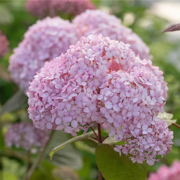 Hydrangea arborescens 'Candybelle' Bubblegum