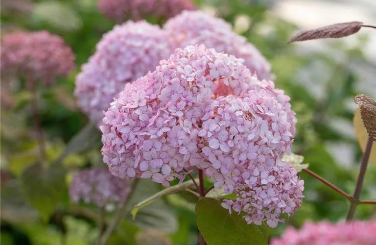 Hydrangea arborescens 'Candybelle' Bubblegum