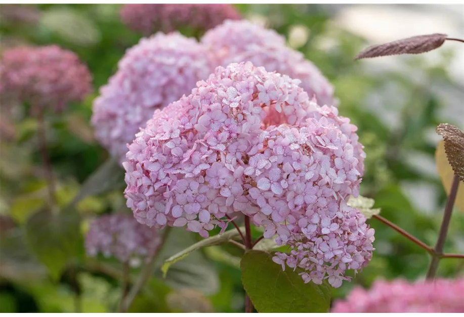 Ballhortensie 'Candybelle Bubblegum'