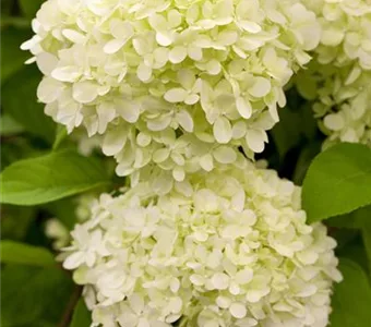 Hydrangea paniculata 'Limelight' -S-