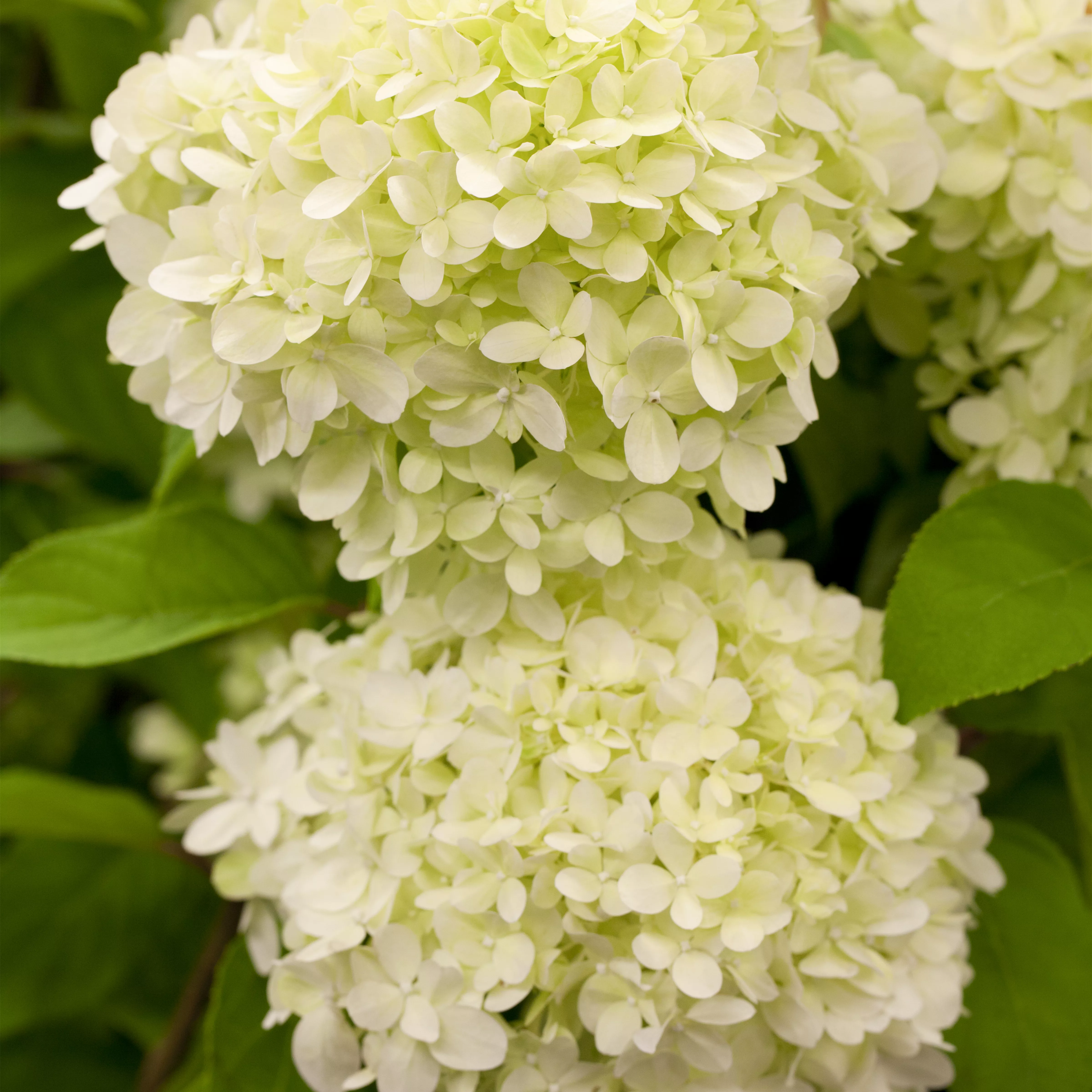 Hydrangea paniculata 'Limelight' -S-