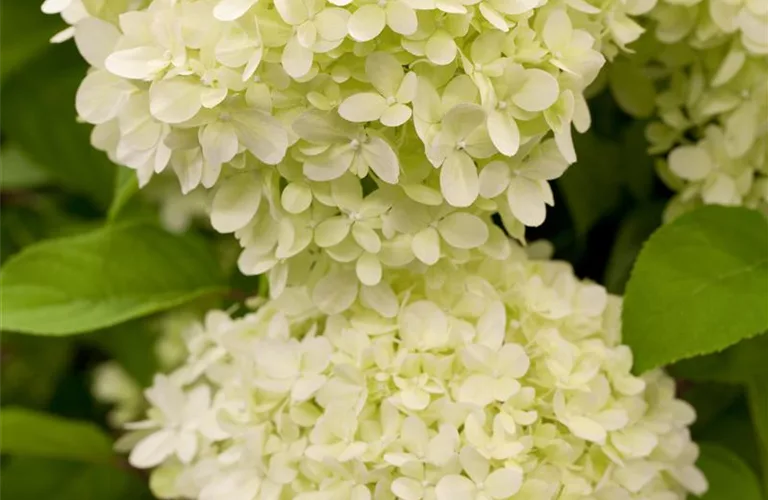 Hydrangea paniculata 'Limelight' -S-