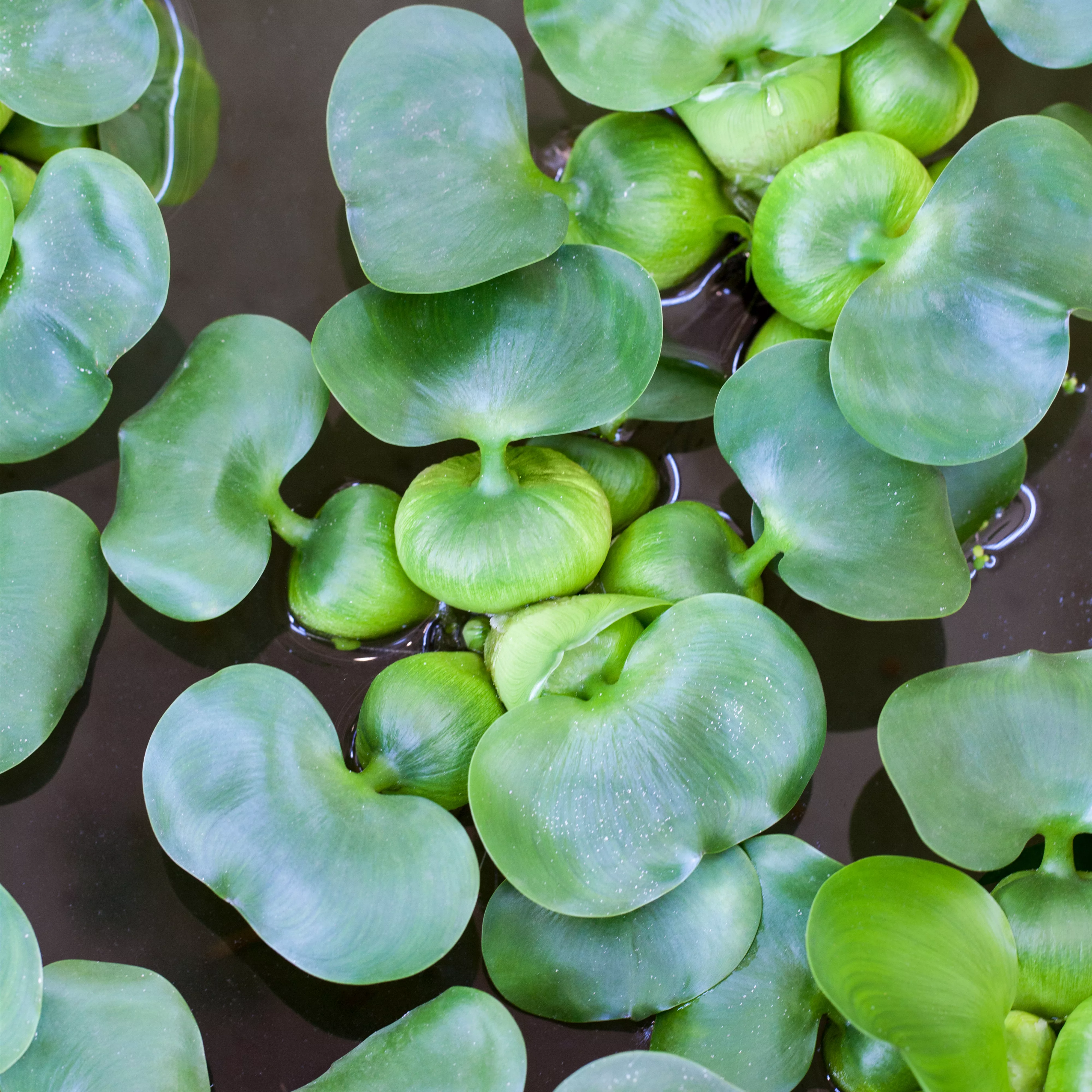 Voll im Trend: Der Indoorteich