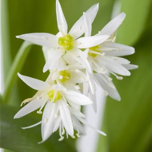 Bärlauch im eigenen Garten