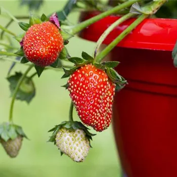 Erdbeeren im Topf ziehen