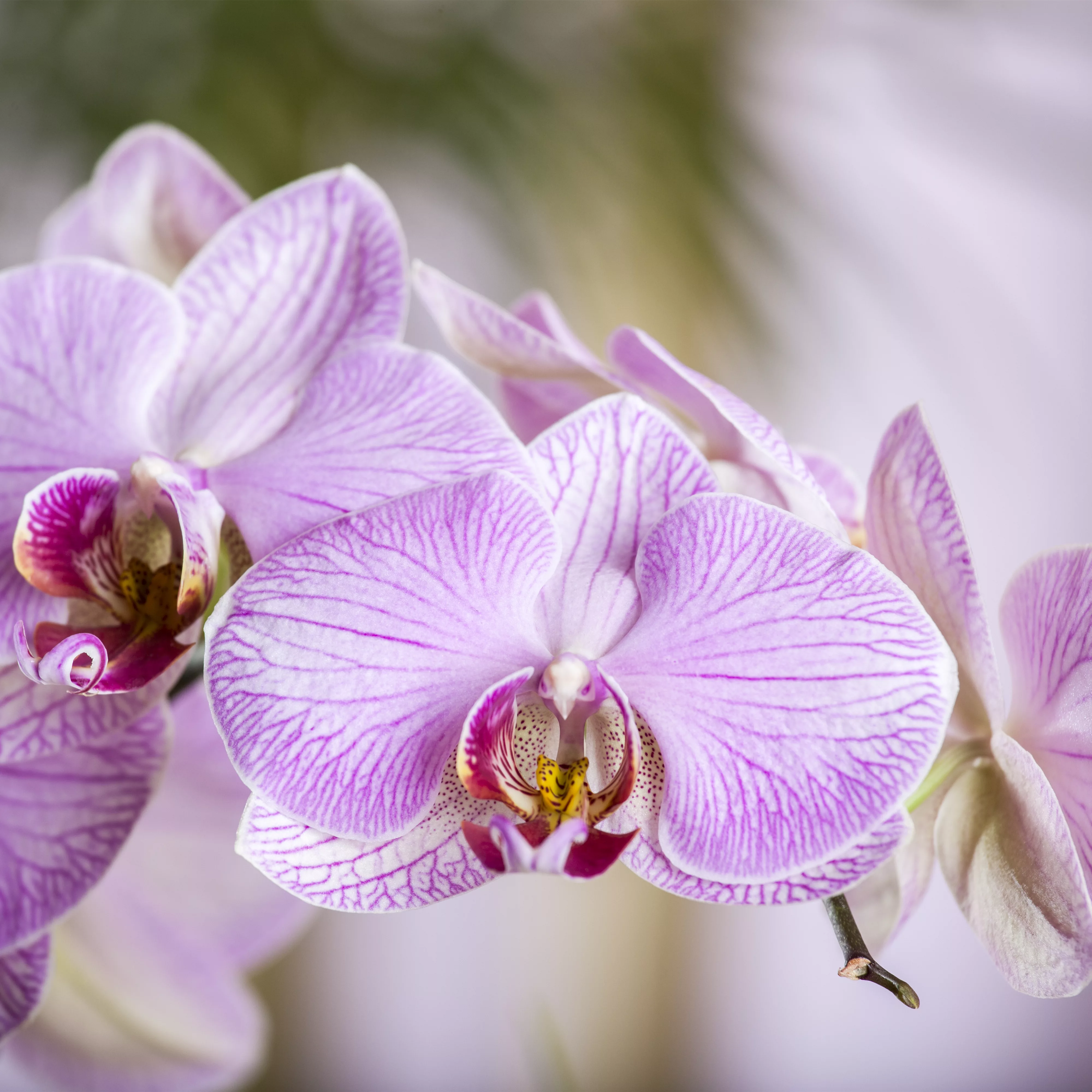 Die schöne Vielfalt der Orchideen