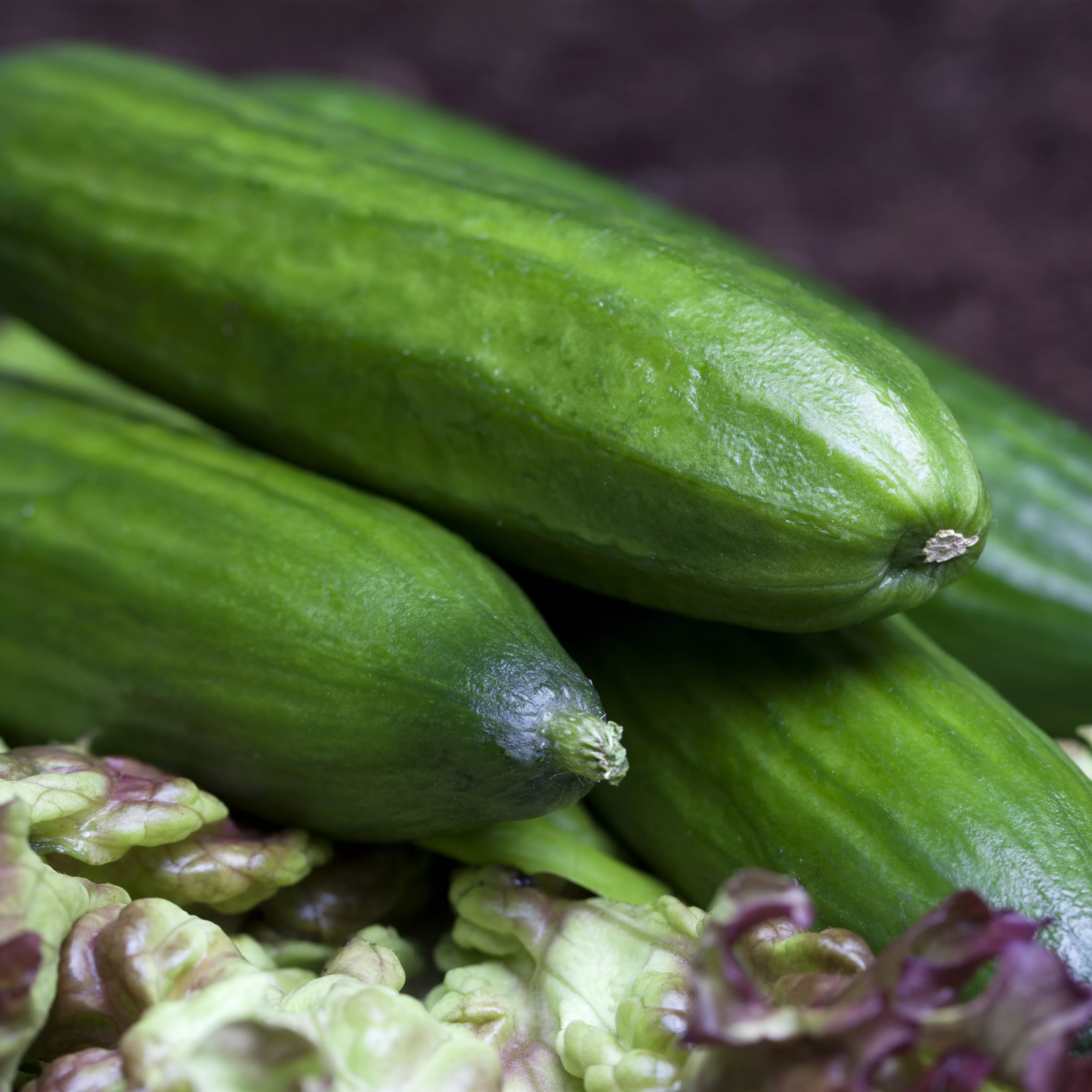 Gurken aus dem eigenen Garten