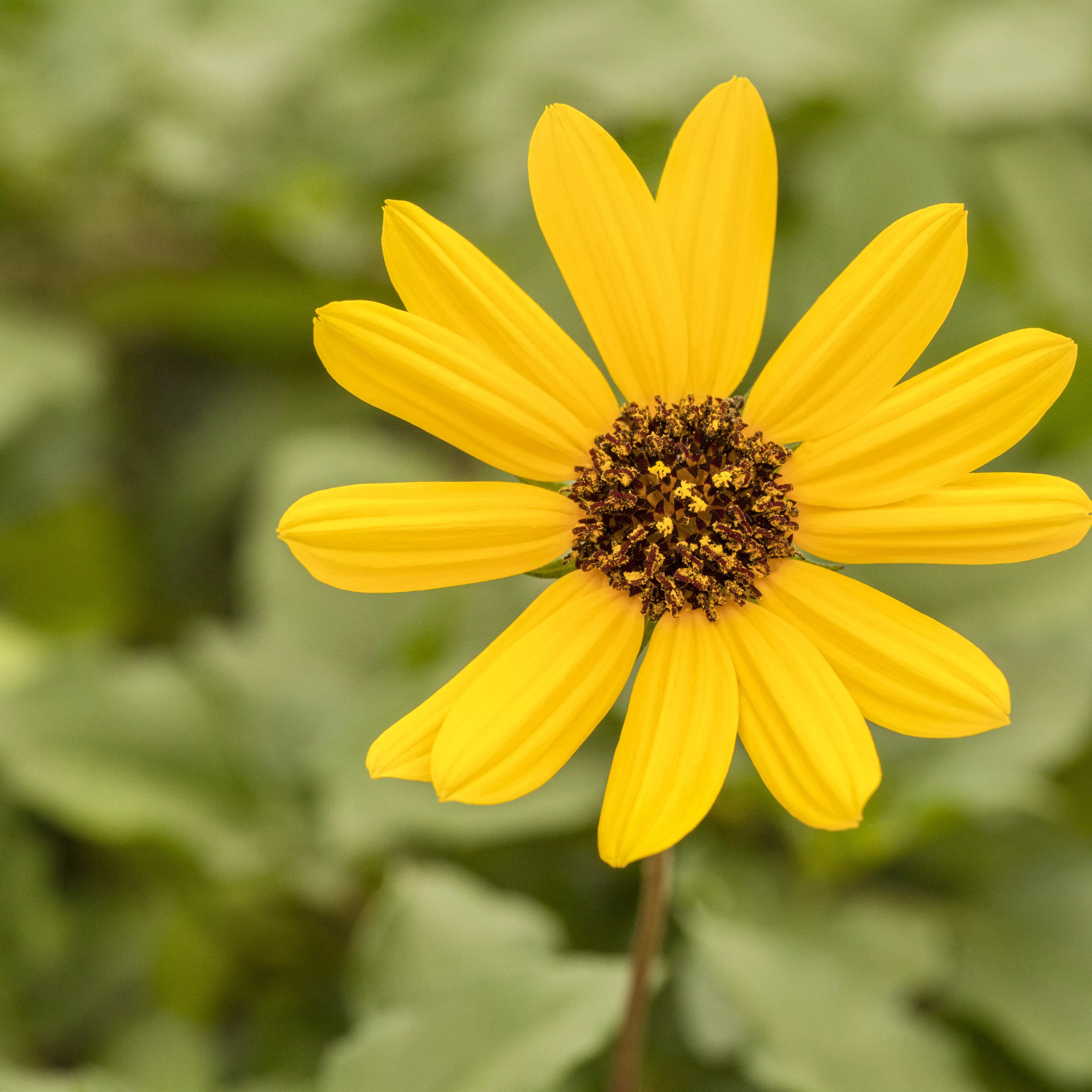 Einjährigen Pflanzen für den Garten