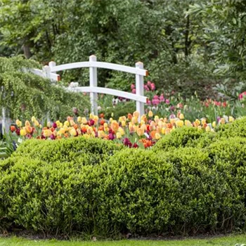 Eine Holzbrücke selber bauen