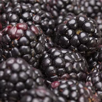 Brombeeren pflanzen