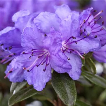 Rhododendren pflanzen