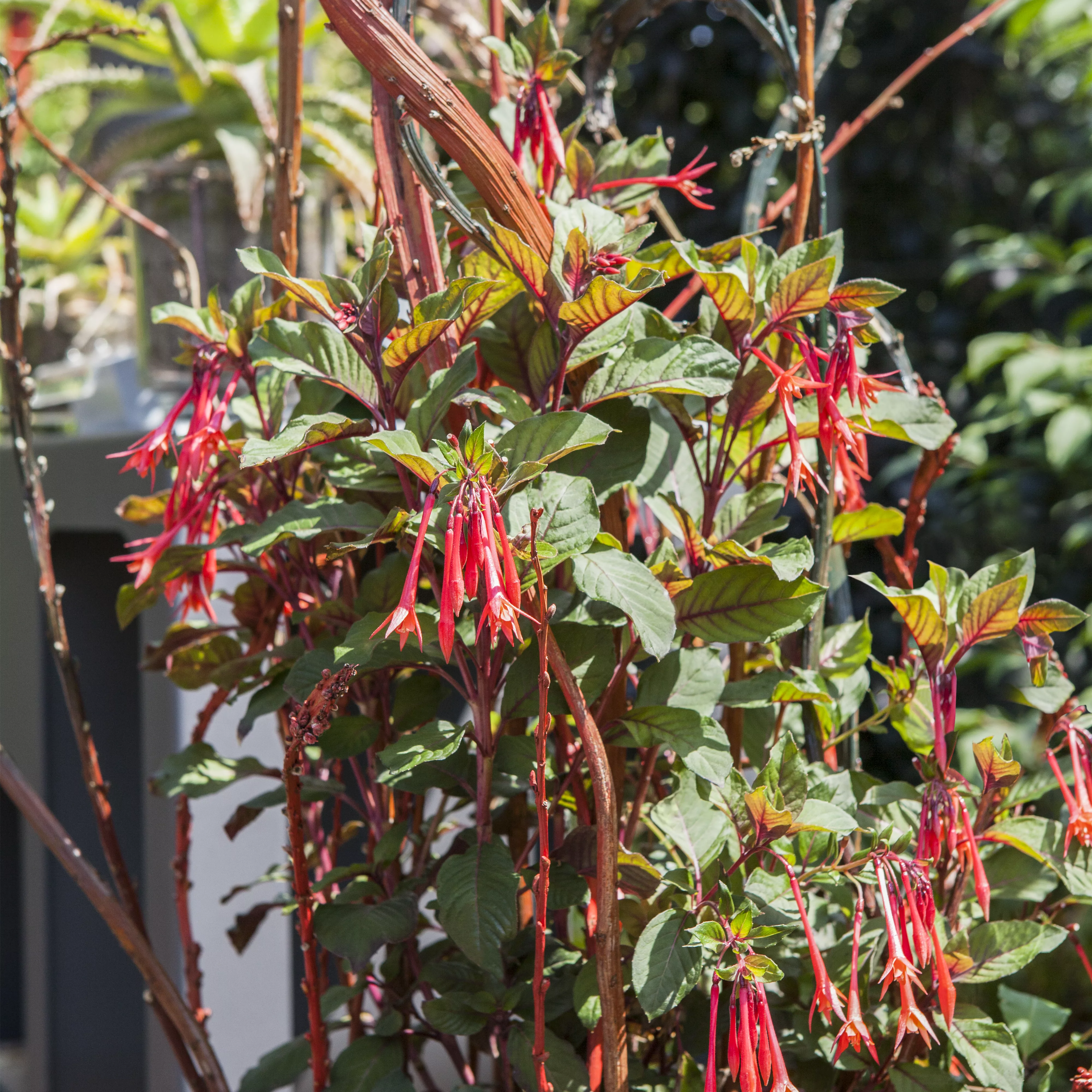 Fuchsien überwintern - Rückschnitt und Pflege