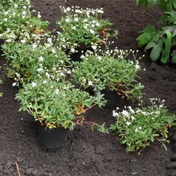 Fingerkraut - Einpflanzen im Garten