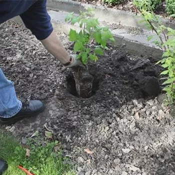 Himbeeren - Einpflanzen im Garten