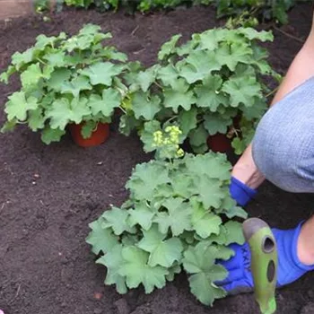 Frauenmantel - Einpflanzen im Garten