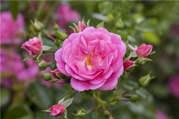 Rosen schneiden im Herbst