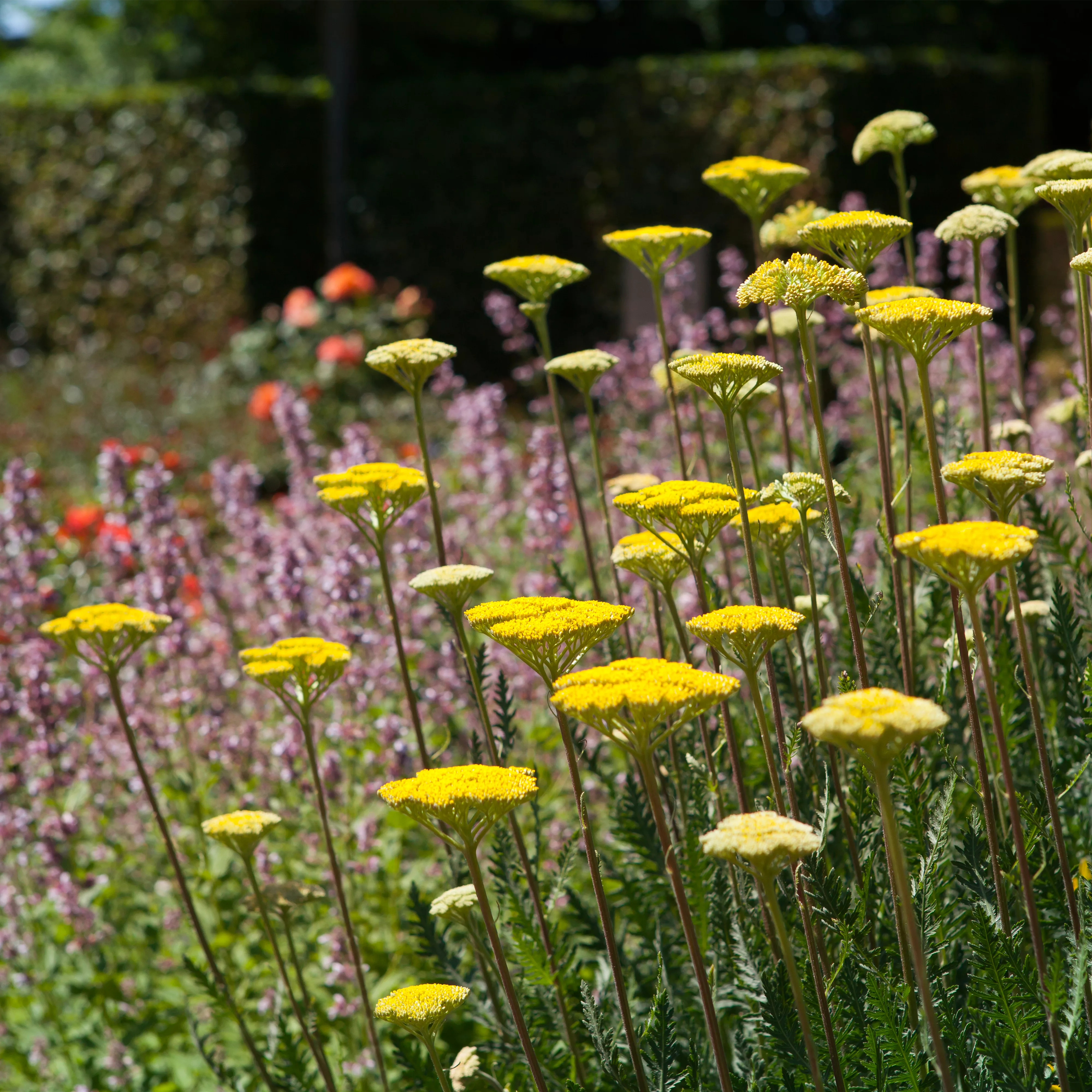 Staudengarten – Gestaltungshinweise