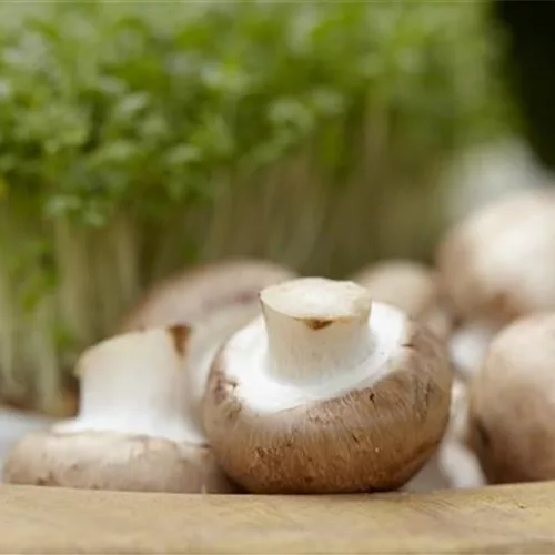 Champignons selber anbauen