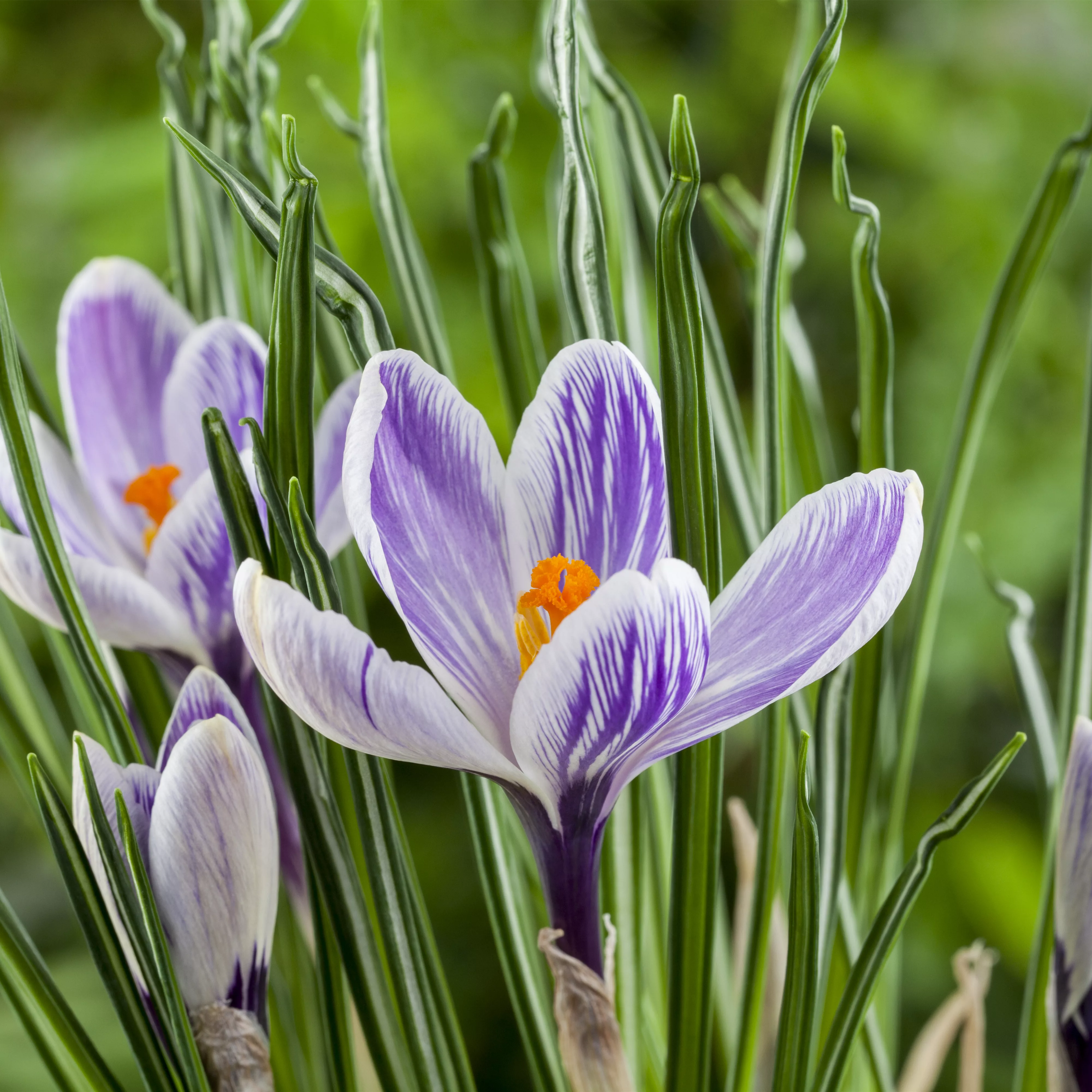 Pflanzzeit für Herbst-Krokusse