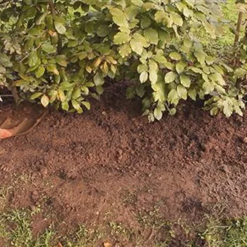 Rotbuchenhecke - Einpflanzen im Garten